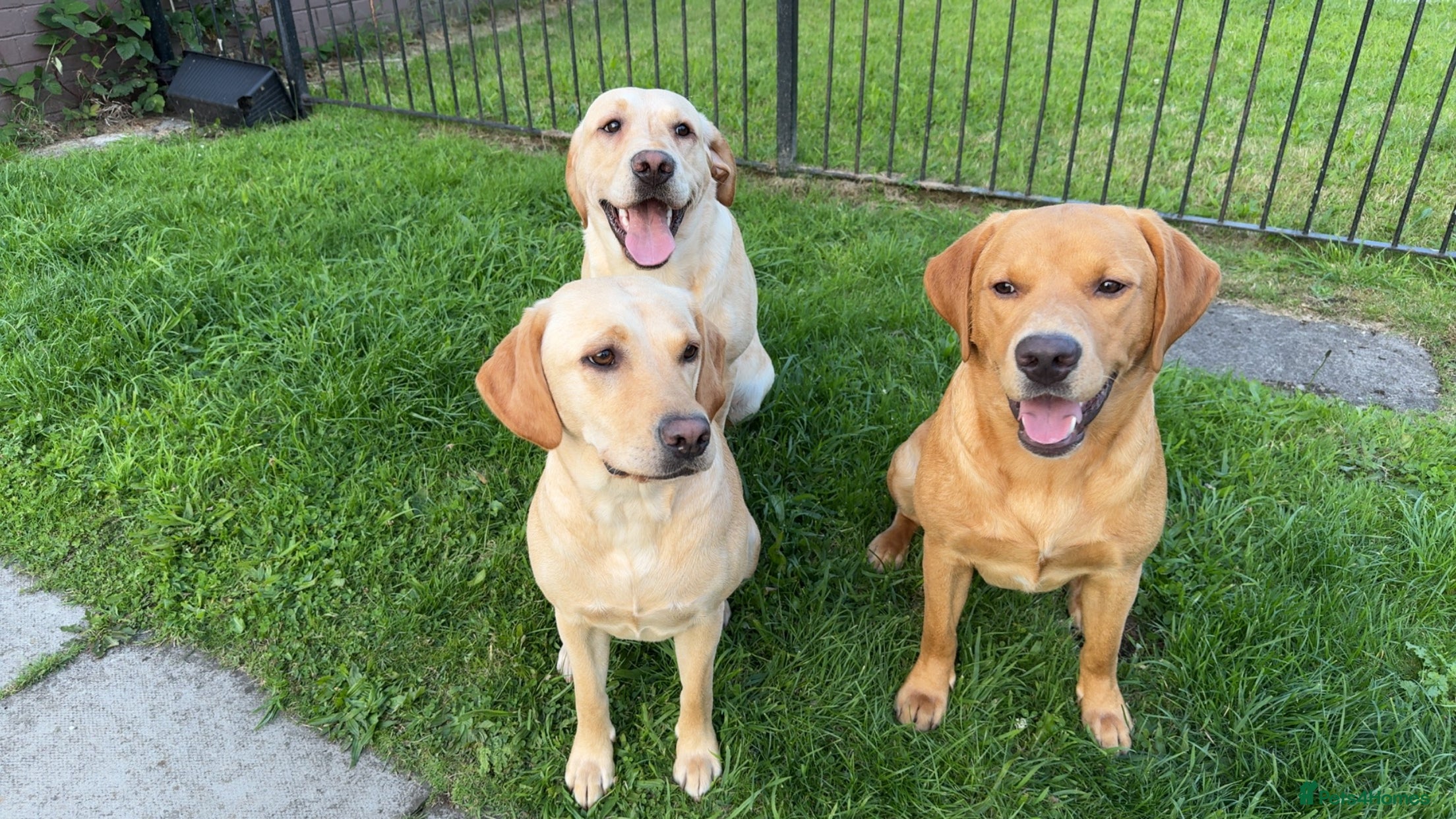 Labrador Retriever dogs 2 handsome  kc registered brothers for stud - Advert 15