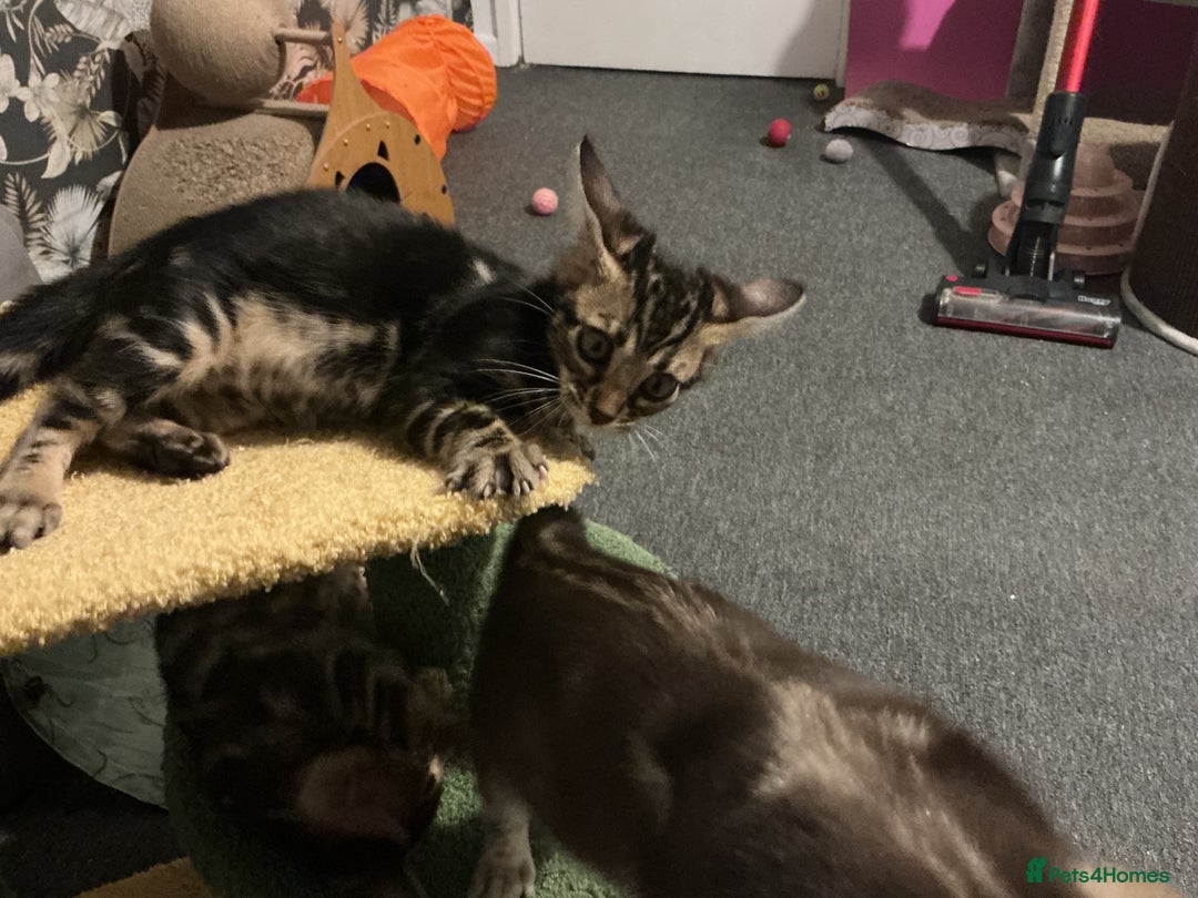 Bengal cats for sale: STUNNING TICA reg Bengal kittens ready to reserve - Image 32