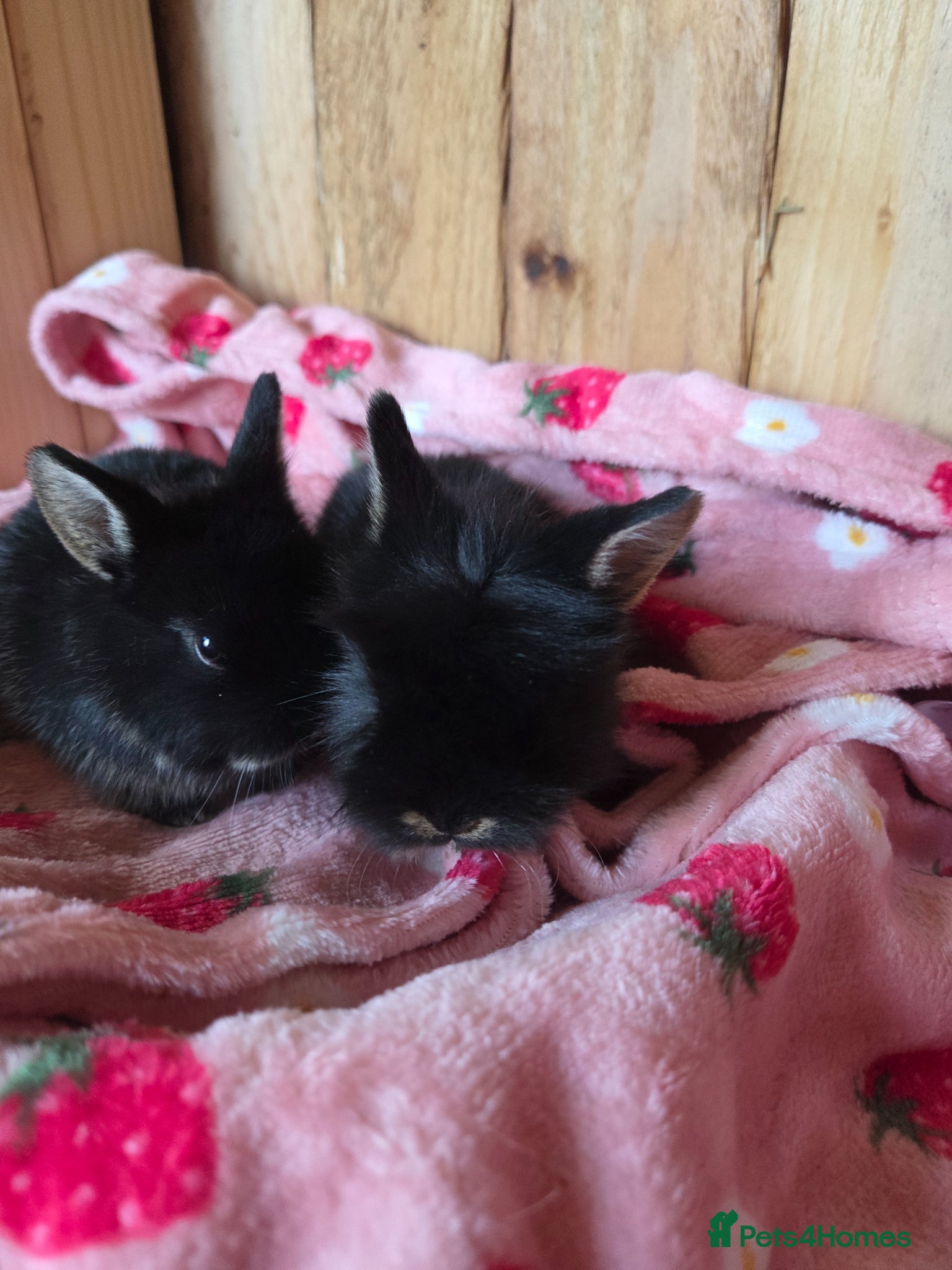 Netherland Dwarf rabbits ♡Netherland dwarf x lion head ☆♡☆ready 15th may☆♡☆ - Advert 21