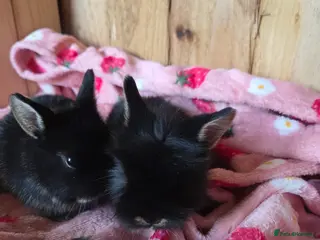 Netherland Dwarf rabbits ♡Netherland dwarf x lion head ☆♡☆ready 15th may☆♡☆ - Advert 21