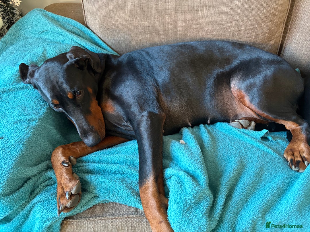 Dobermann dogs for sale: Beautiful female Doberman  - Advert 7