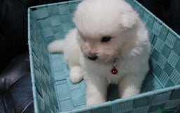Samoyed dogs for sale: Bundle of joy and fluff - Image 20