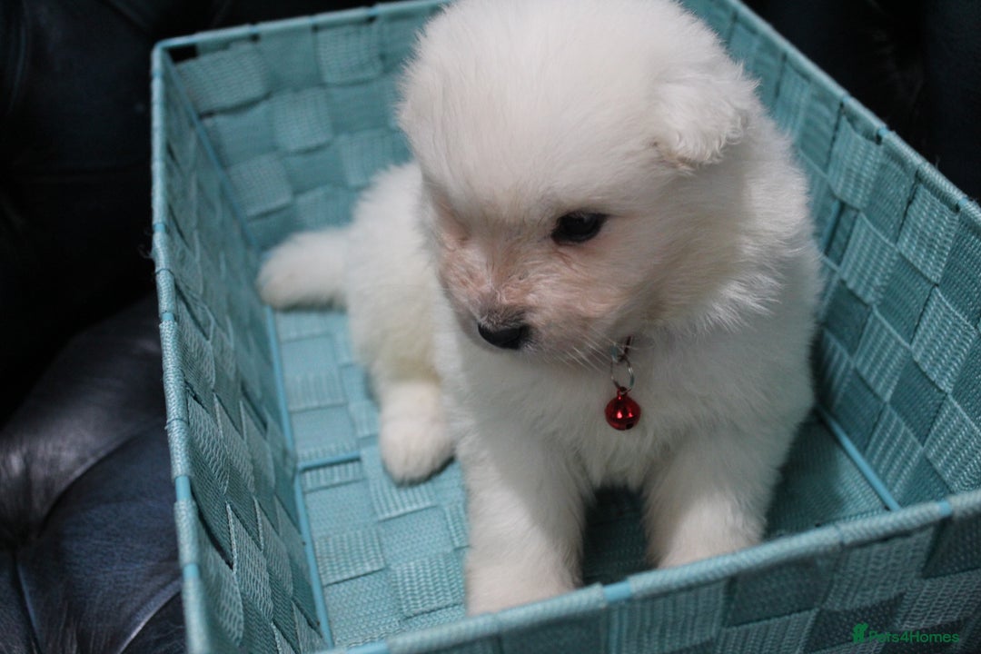 Samoyed dogs for sale: Bundle of joy and fluff - Image 20