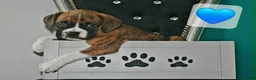 Mixed Breed dogs for sale: 7 Boxer puppys for sale  - Advert 12