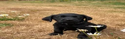 Labrador Retriever dogs for sale: 2 Boys Avaliable now for collection - Advert 5