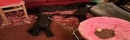 Labrador Retriever dogs for sale: Chunky well grown black Labrador puppies. KC, DNA. - Advert 13