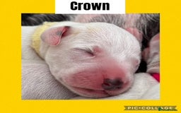 Dalmatian dogs for sale: Tamilanda Dalmatian's  - Image 11