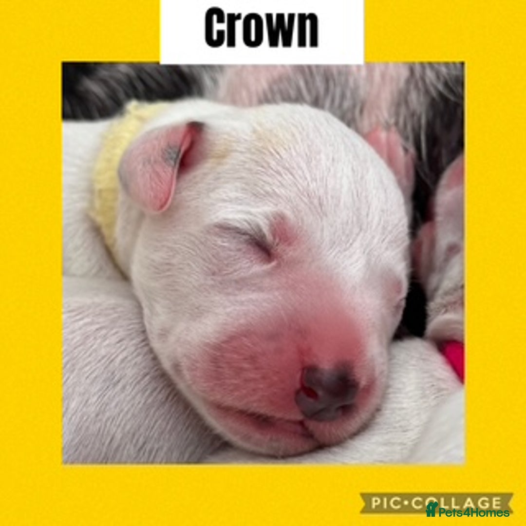 Dalmatian dogs for sale: Tamilanda Dalmatian's  - Image 11