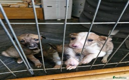 Lurcher dogs for sale: 8 beautiful lurcher puppies  - Image 8