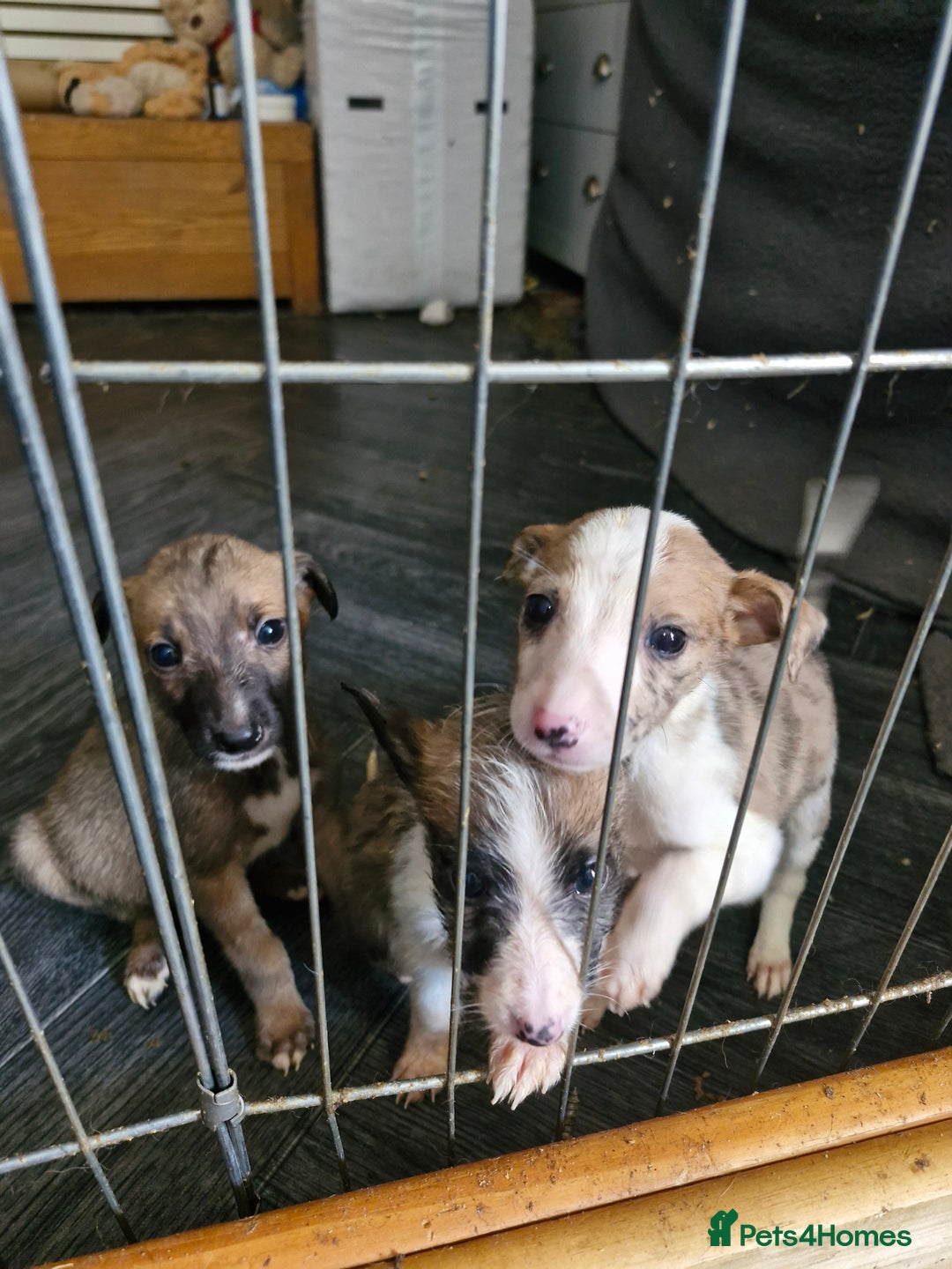 Lurcher dogs for sale: 8 beautiful lurcher puppies  - Image 8