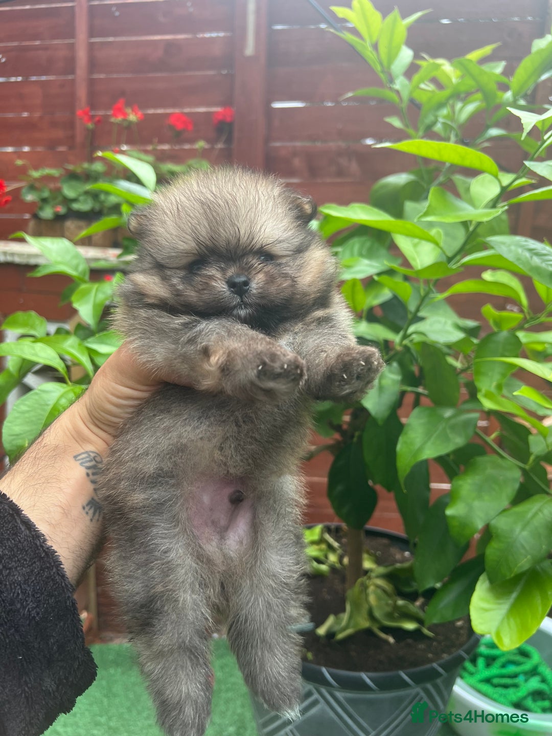 Pomeranian dogs for sale: Pomeranian toy  - Image 28