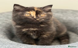British Shorthair cats for sale: Rare Coloured British Shorthair kittens - Image 40