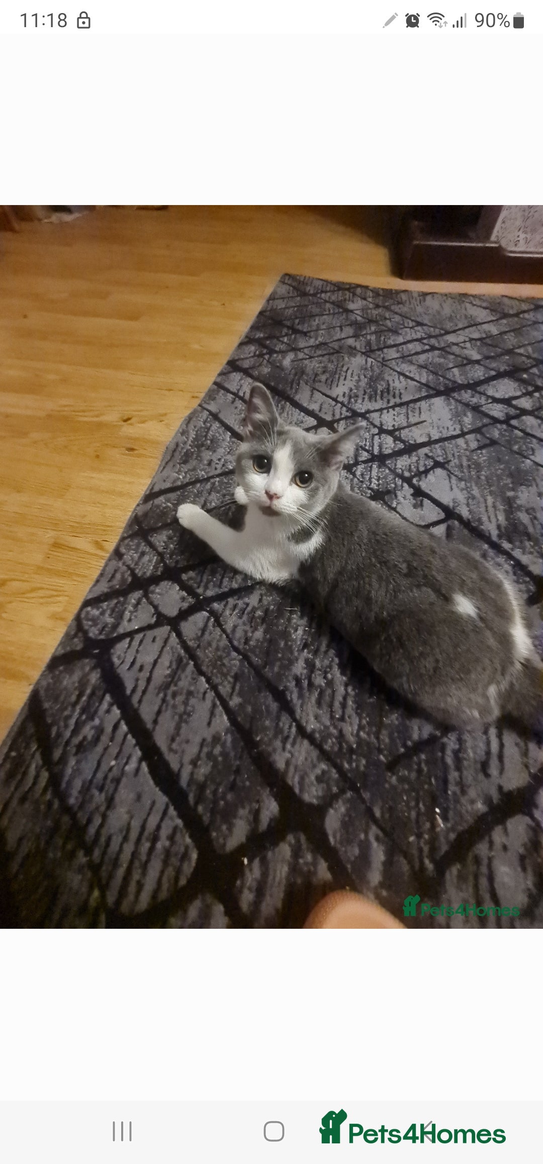 Mixed Breed cats Stunning  kittens looking  4 new home - Advert 8