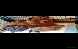 Chow Chow dogs for sale: Bear the chow chow  - Image 10
