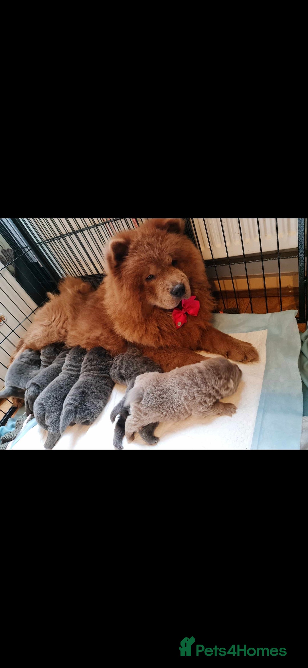 Chow Chow dogs for sale: Bear the chow chow  - Image 10