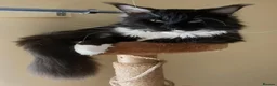 Maine Coon cats for sale: Much-Loved Tuxedo Maine Coons Seeking New Homes in Horncastle - Advert 4