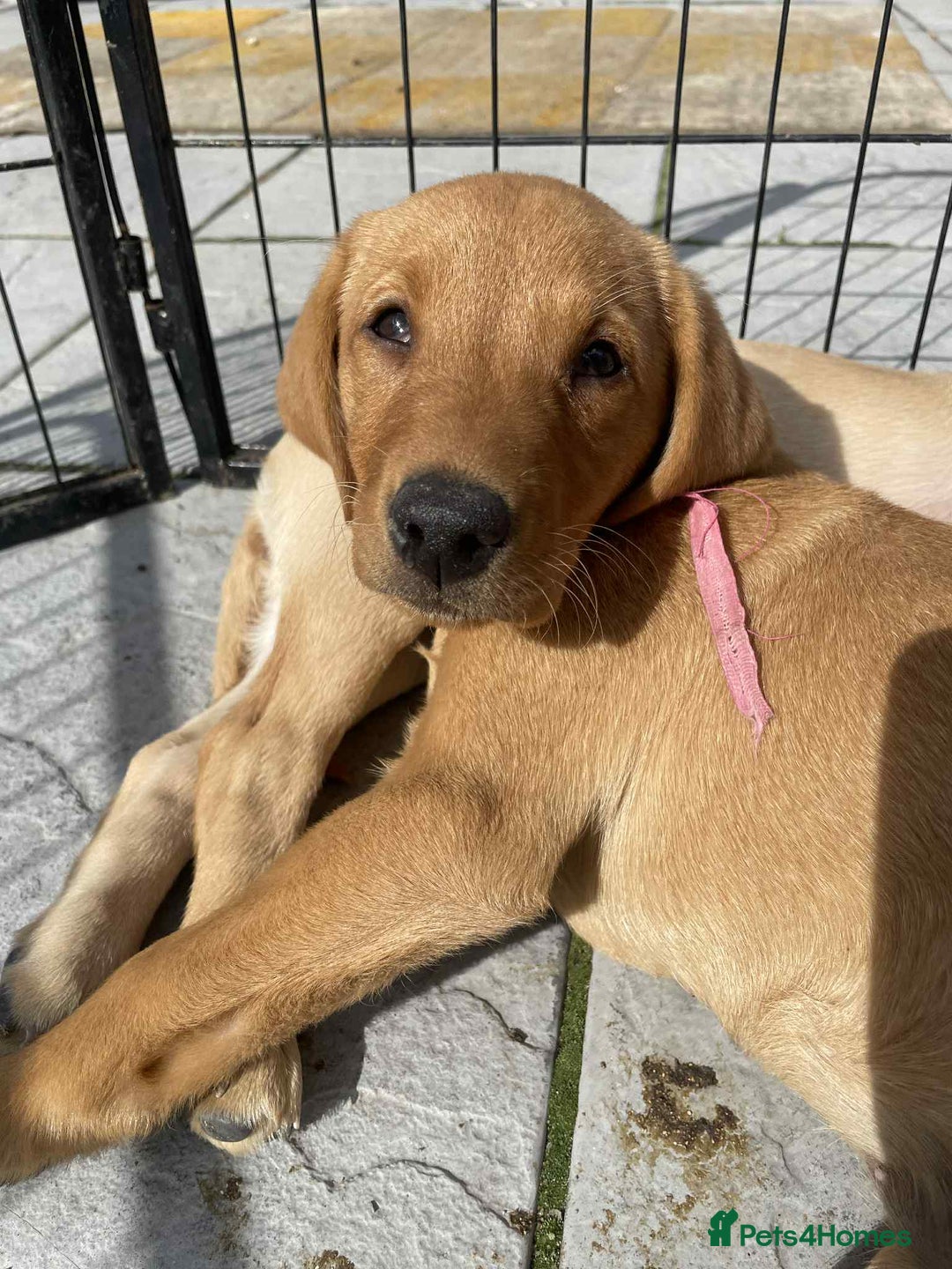 Labrador Retriever dogs for sale: KC REG Lab puppy ready to take home - Image 1