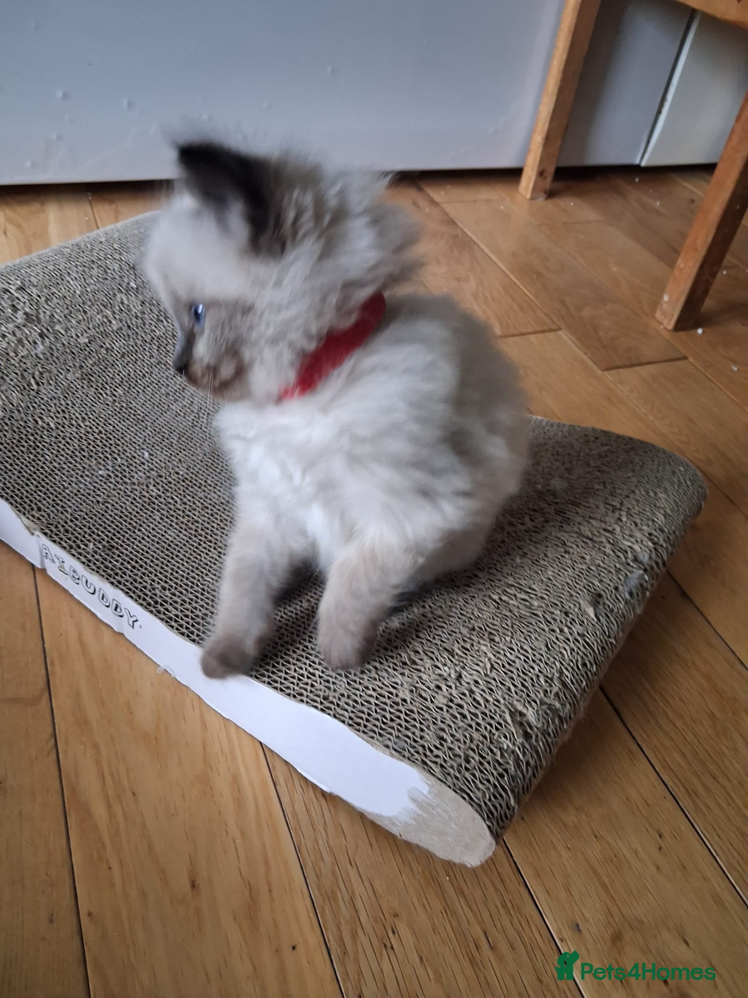 Ragdoll cats Ragdoll kittens - Vaccinations and Microchip  - Advert 2