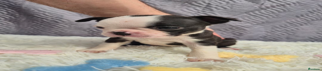 Boston Terrier Puppy 3