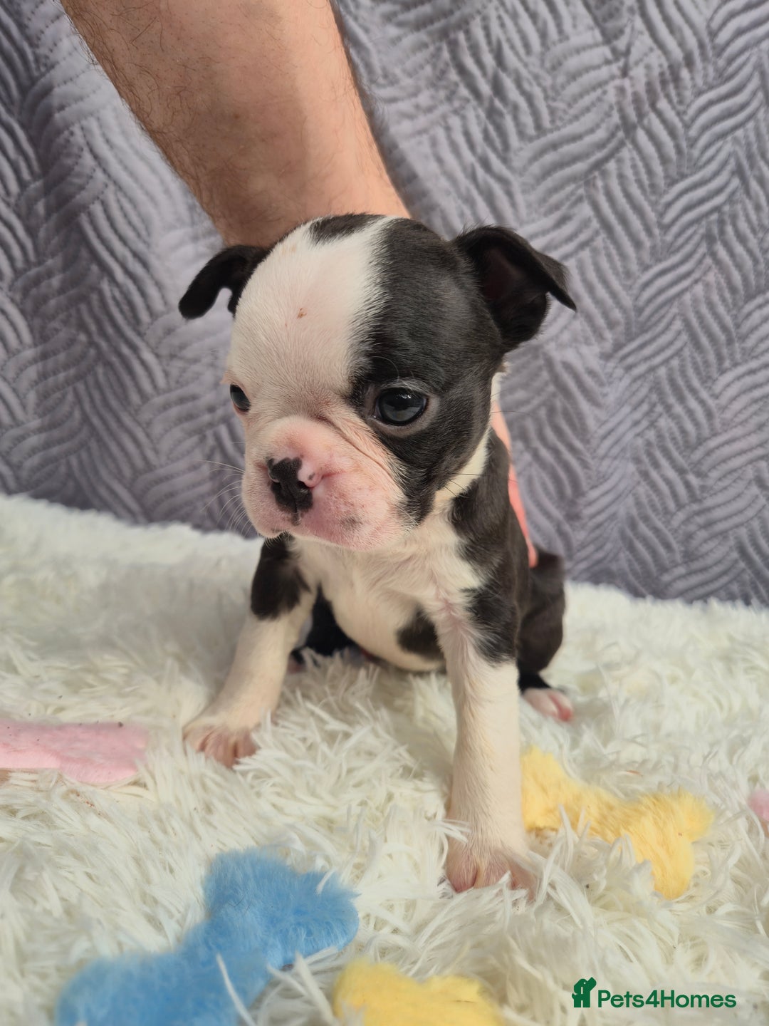 Boston Terrier dogs for sale: Superb litter of boston terriers. - Image 35