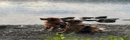 Golden Retriever dogs for stud: Proven KC Golden Retriever for stud  - Advert 3
