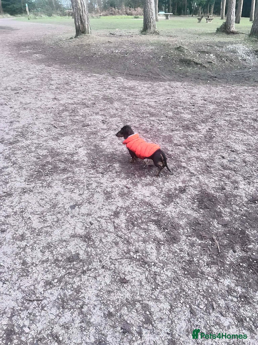 Miniature Dachshund dogs for sale: Pedigree Female Minature Dachshund - Advert 8