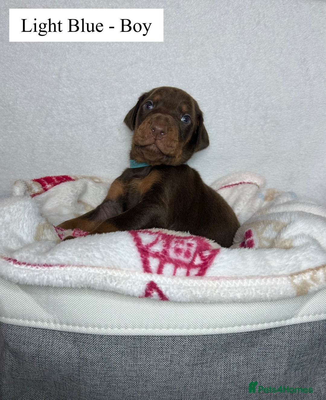 Dobermann dogs for sale: 🩶 Top quality KC registered Doberman puppies! 🩶 - Advert 14