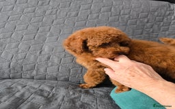 Toy Poodle dogs for sale: Toy poodle  K C Registered  - Image 9