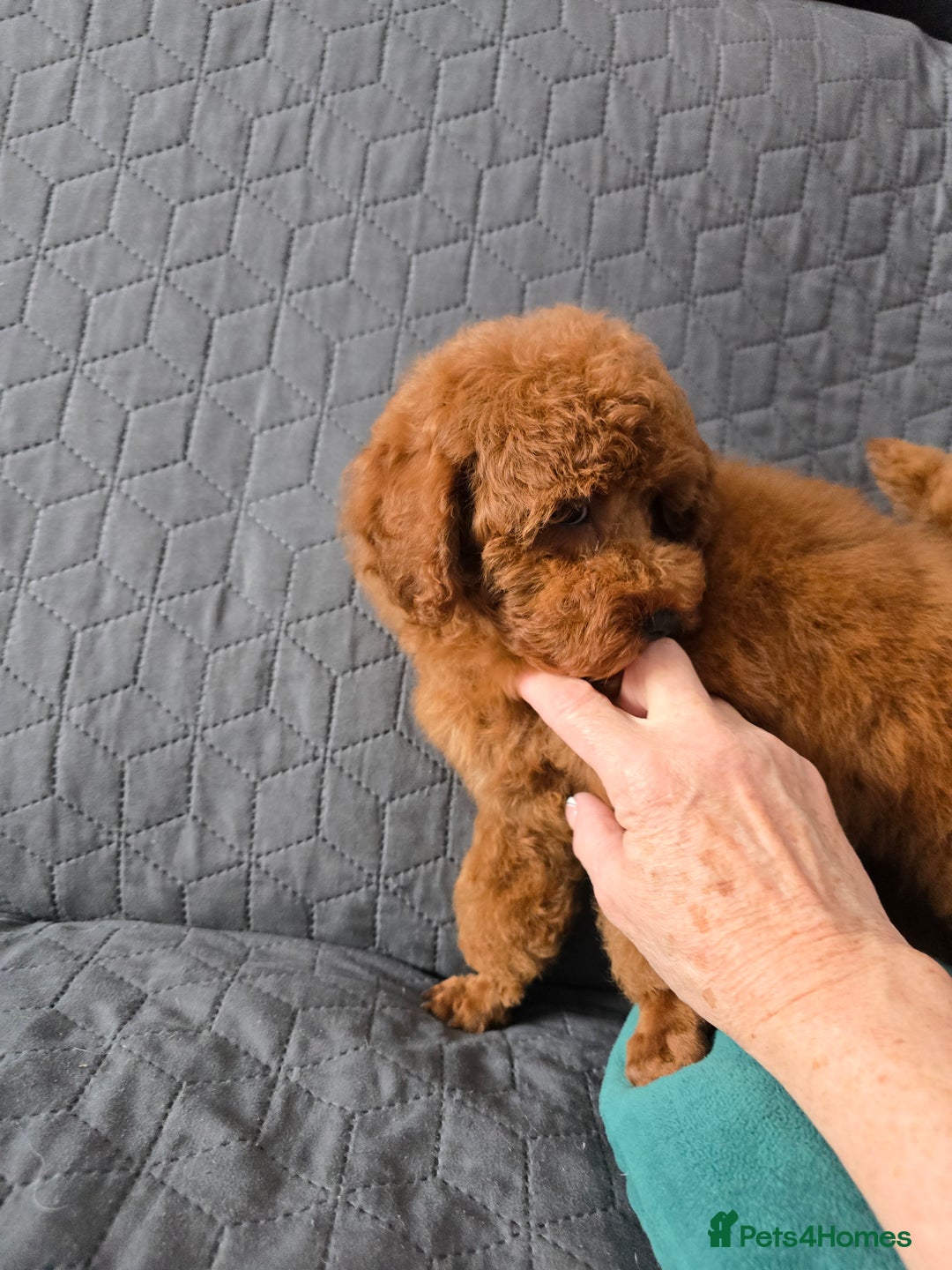 Toy Poodle dogs for sale: Toy poodle  K C Registered  - Image 9