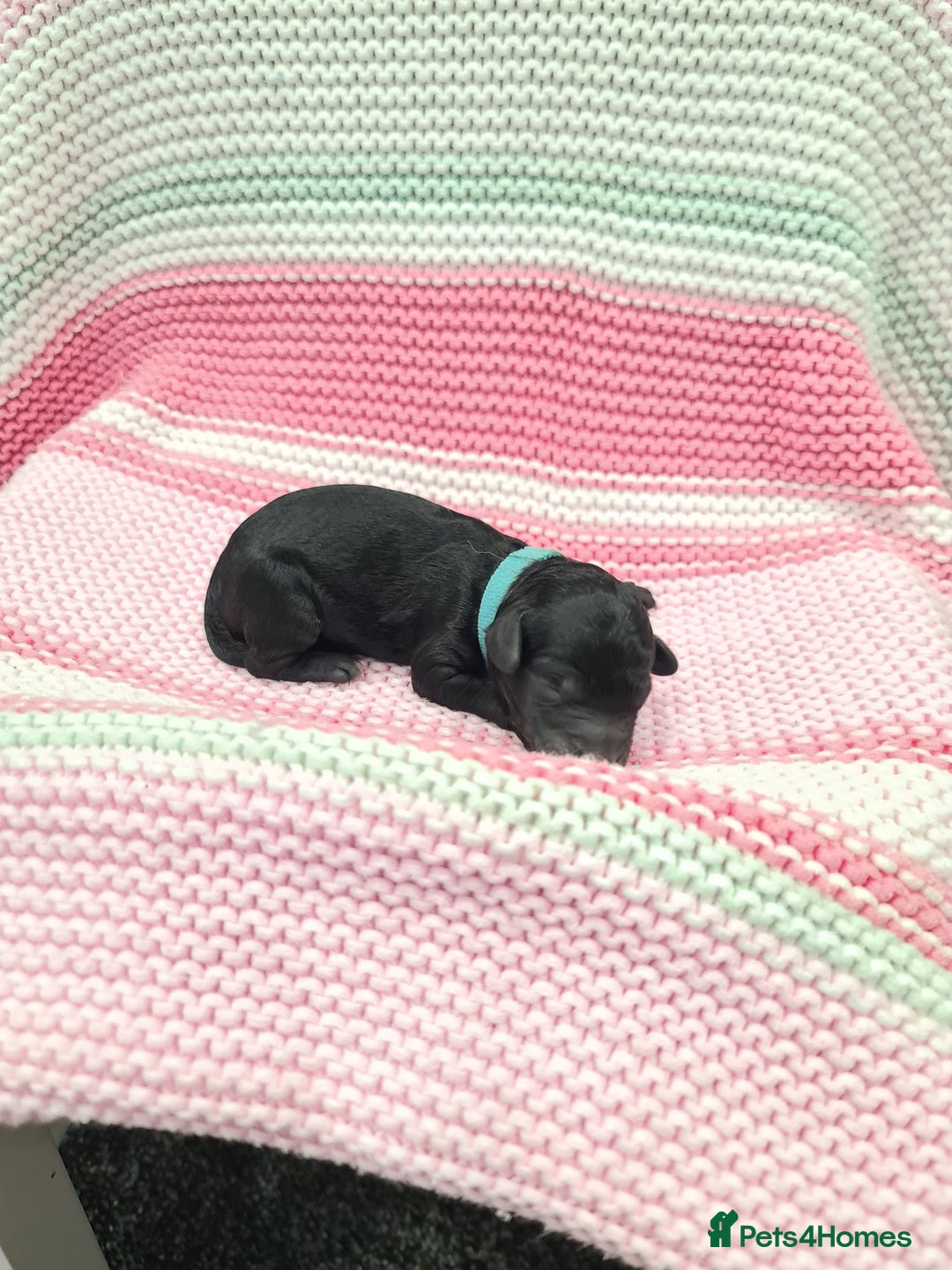Cockapoo dogs for sale: ADORABLE F2B COCKAPOO PUPPIES 🐶 😍  - Image 16