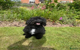 Bordoodle dogs for sale: Miniature Bordoodle F1 in Whitchurch - Image 3