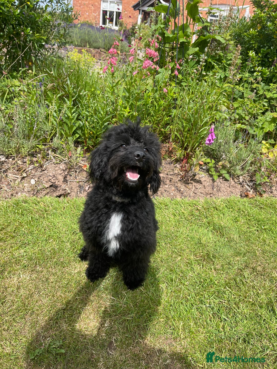 Bordoodle dogs for sale: Miniature Bordoodle F1 in Whitchurch - Image 3