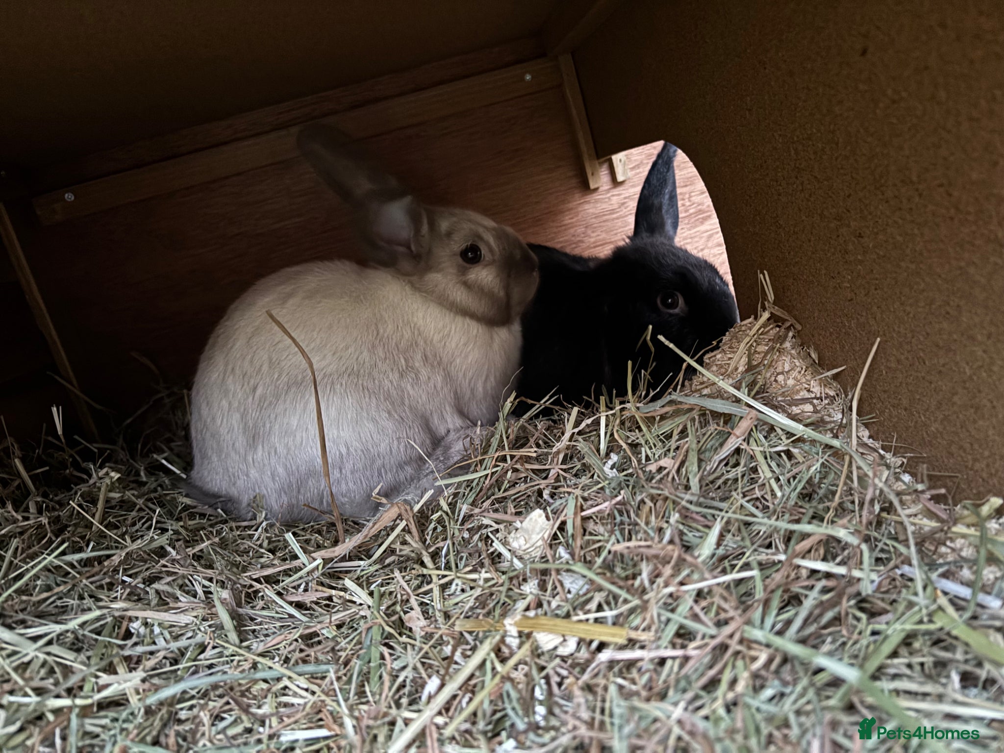 Mixed Breed rabbits 2 male rabbits  - Advert 11