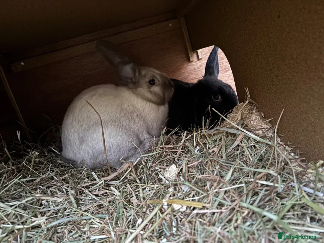 Mixed Breed rabbits for sale: 2 male rabbits  - Advert 1