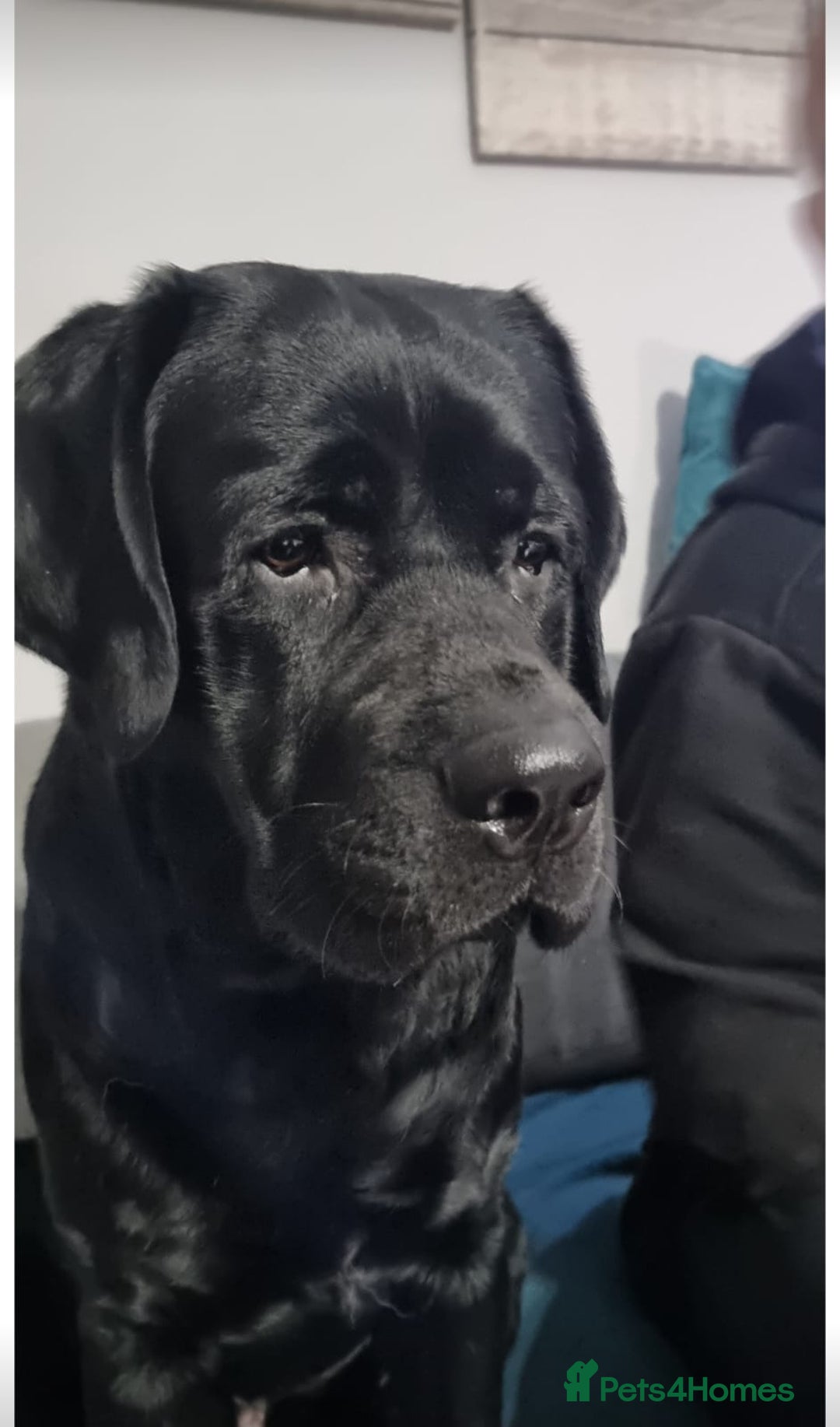 Labrador Retriever dogs for stud: Proven Fully DNA Tested for Stud in Harlow - Advert 30