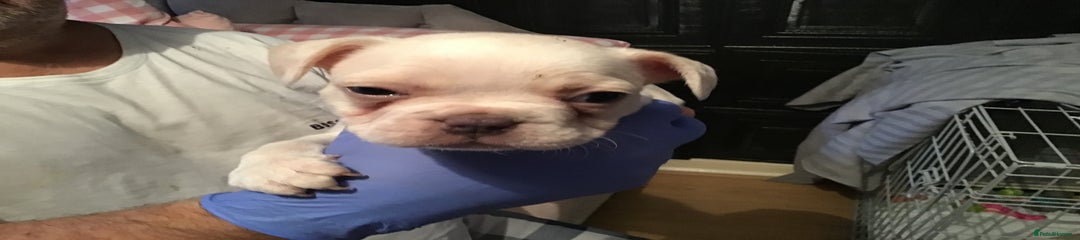 French Bulldog Puppy 3