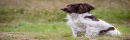 English Springer Spaniel dogs for stud: At Stud - FTAW Springer Spaniel  in Warminster - Advert 2