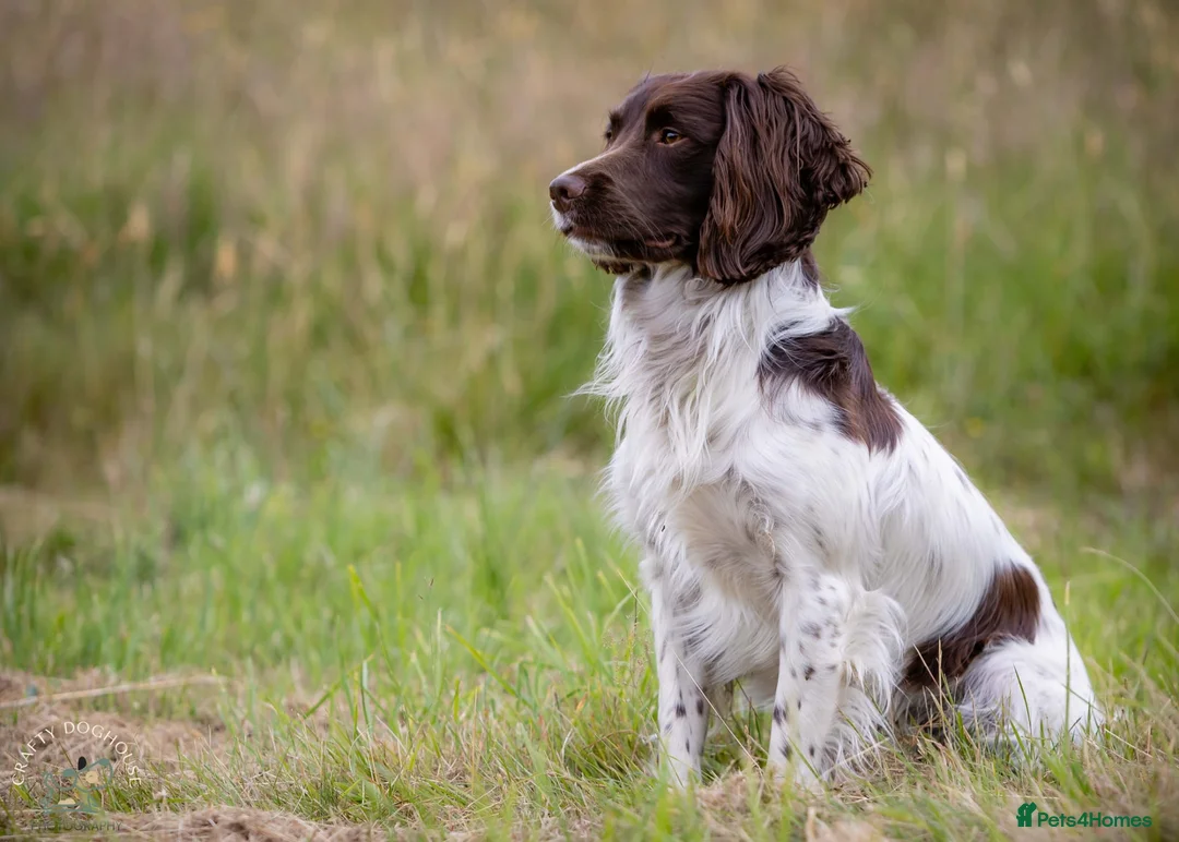 English Springer Spaniel dogs for stud: At Stud - FTW Springer Spaniel  in Warminster - Advert 3
