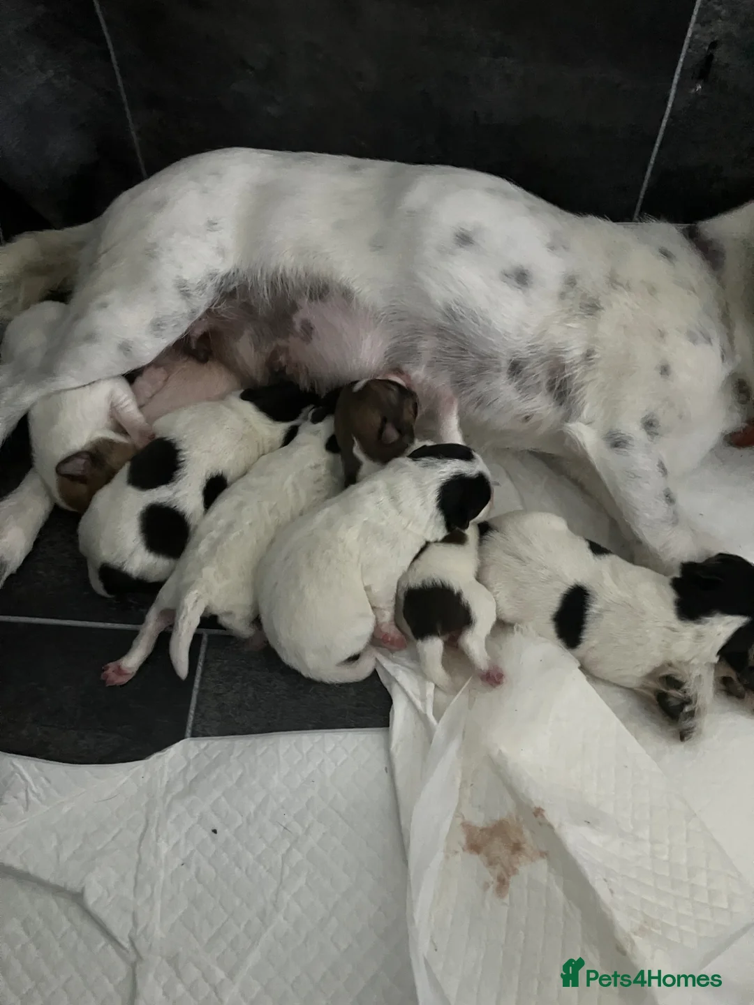 Jack Russell dogs for sale: Jack Russel puppies for sale  in Spennymoor - Advert 2