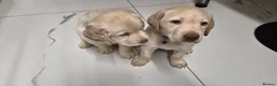 Labrador Retriever dogs for sale: 2 gorgeous labrador puppies  - Advert 9