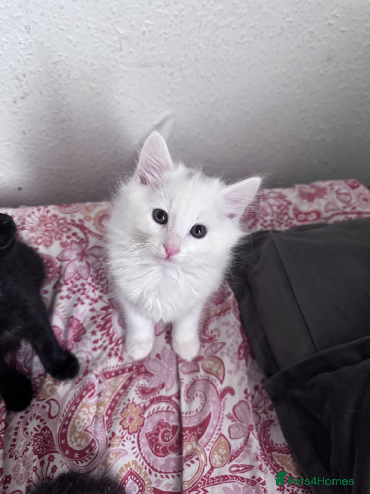 Siberian cats Siberian forest Kittens 9 weeks old - Advert 1