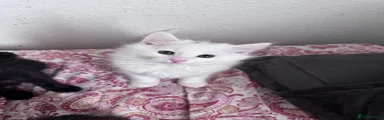 Siberian 3