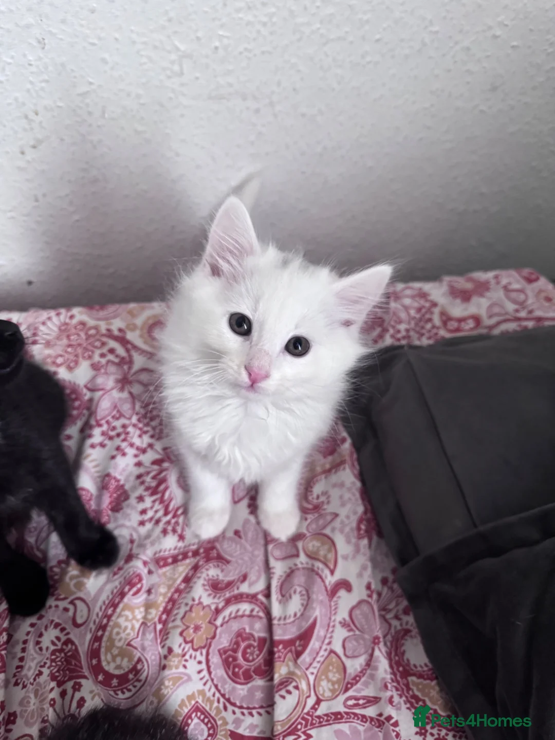 Siberian cats for sale: Siberian forest Kittens 9 weeks old in Bristol - Advert 1