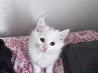 Siberian cats Siberian forest Kittens 9 weeks old - Advert 3