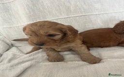 Cockapoo dogs for sale: 🐶🐶 cockerpoo puppies 🐶🐶 - Advert 5