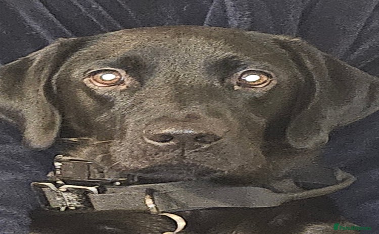 Labrador Retriever dogs - Advert 1