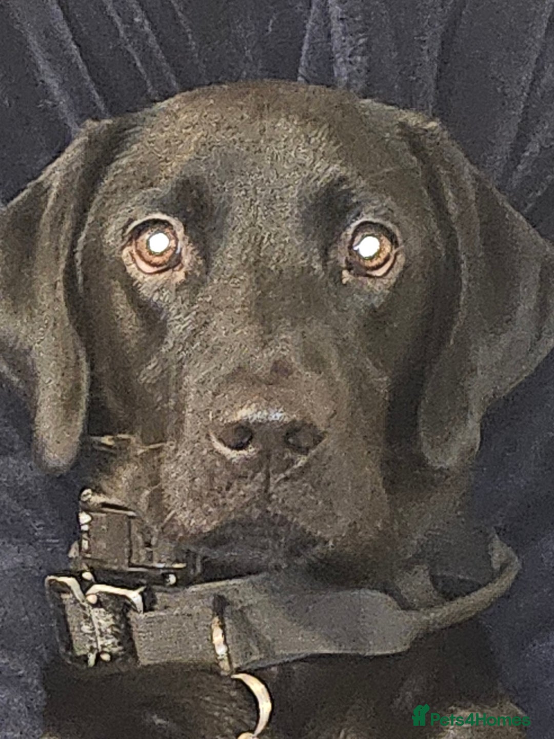 Labrador Retriever dogs for sale: Labrador retriever - Image 1