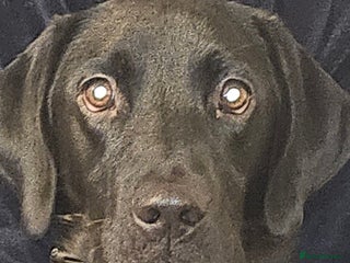 Labrador Retriever dogs - Advert 1