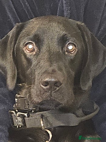 Labrador Retriever dogs - Advert 1