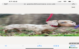 Miniature Dachshund dogs for sale: Miniature Dachshund - 1 Black and tan girl left - Image 24